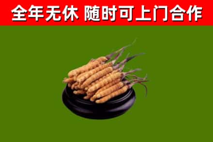 辽阳烟酒回收冬虫夏草.jpg