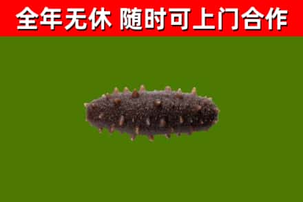 辽阳烟酒回收干海参.jpg